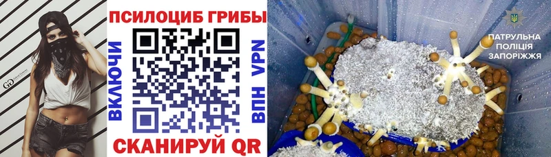 Галлюциногенные грибы Psilocybine cubensis  Нязепетровск 